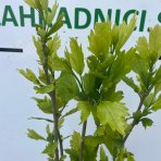 Ibištek sýrsky (Hibiscus syriacus) ´Gandini van Aart RUBY´® - výška 120-130 cm, kont. C5L - NA KMIENKU